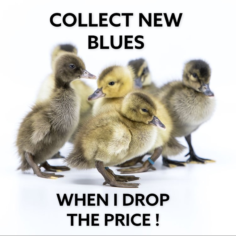 ❣️PLEASE TAG AND SHARE THIS NEW FOLLOW GAME ❣️COME COLLECT NEW BLUES ❣️ - Picture 5 of 11